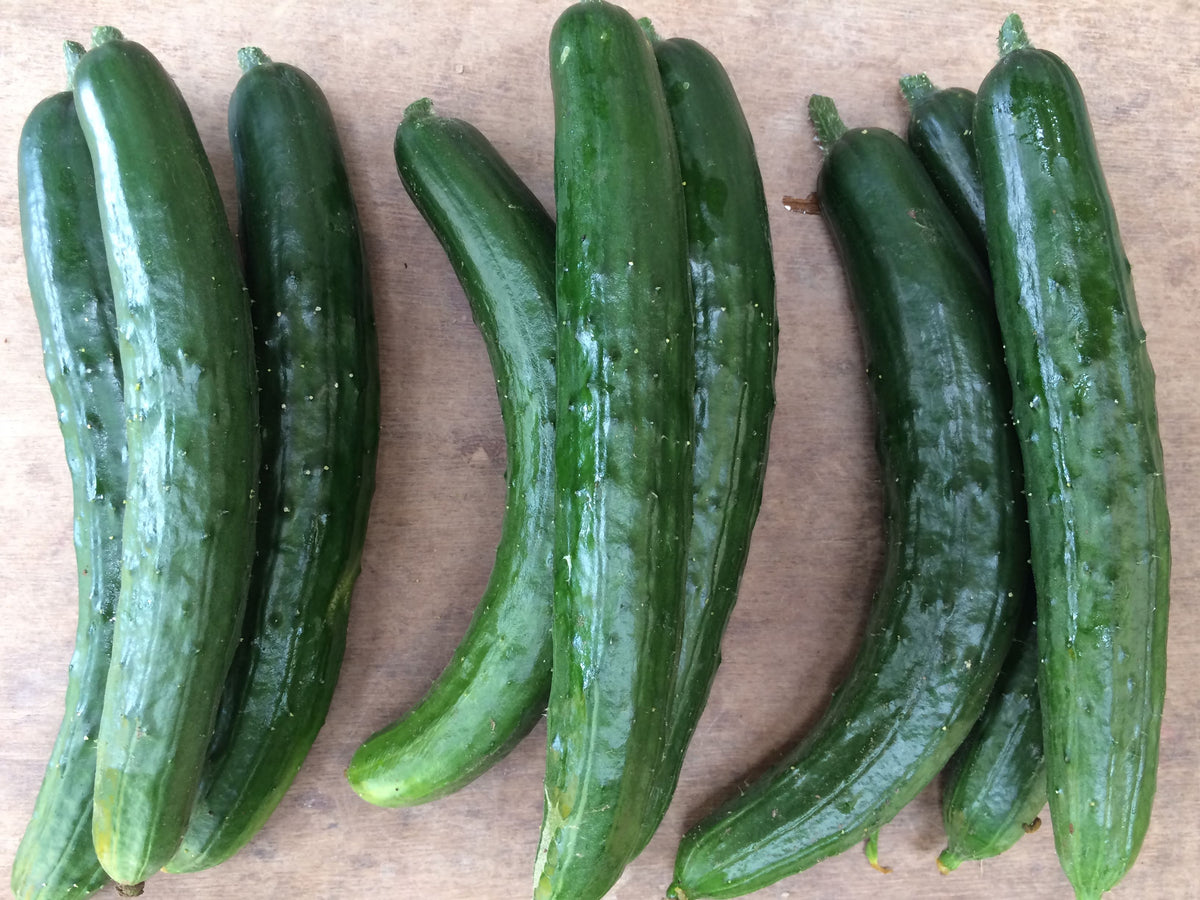 【野菜ギフト】信州四賀より里山の旬野菜セット 9品目