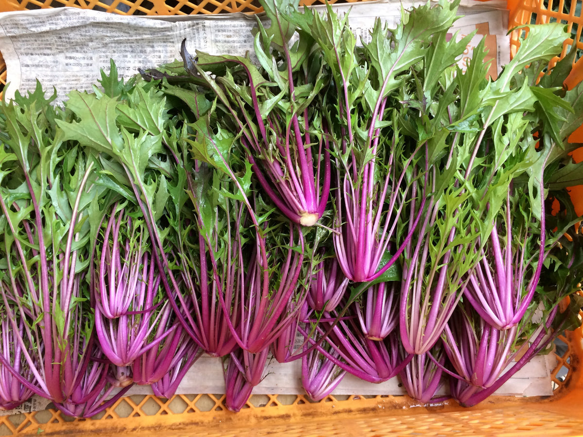 【野菜ギフト】信州四賀より里山の旬野菜セット 9品目