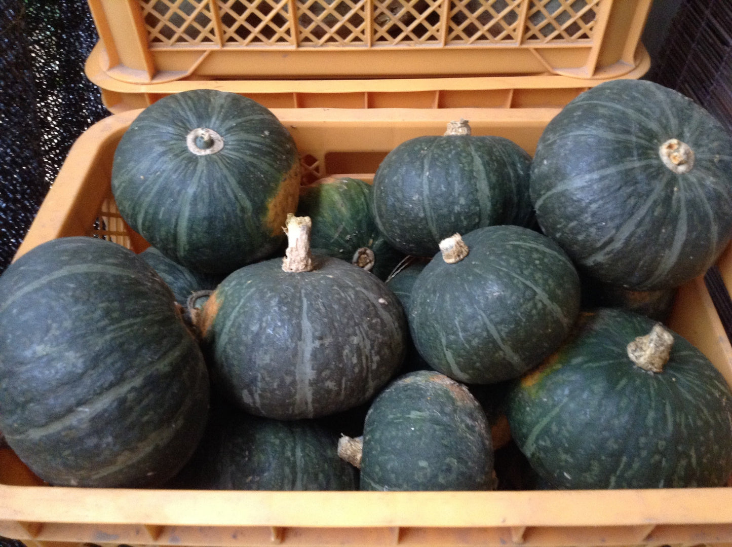 【農園受取り】信州四賀より里山の旬野菜セット