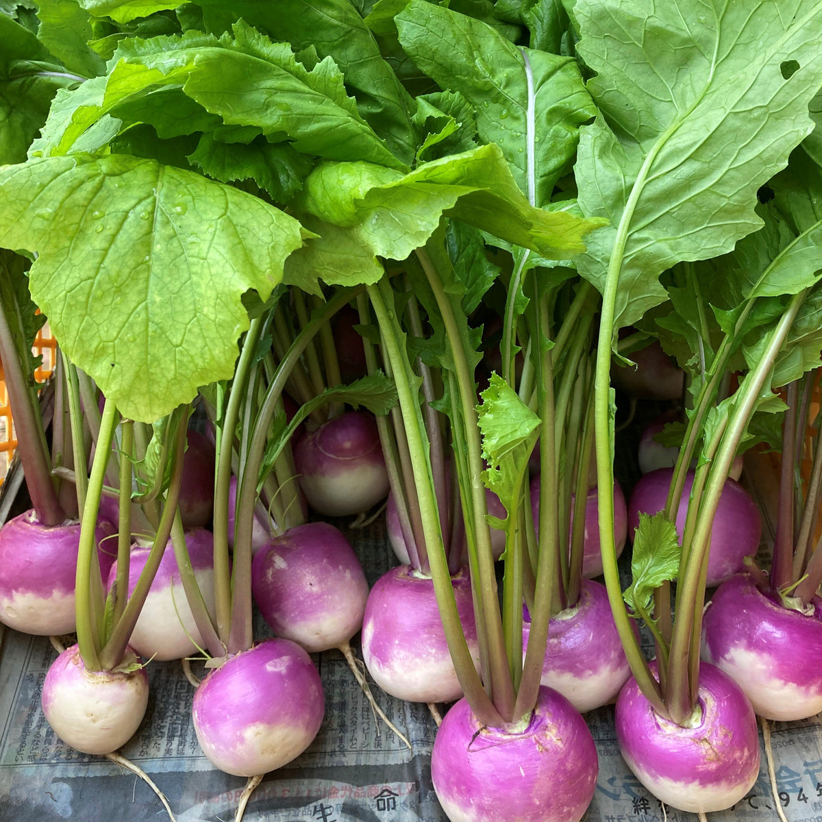 【野菜ギフト】信州四賀より里山の旬野菜セット 9品目