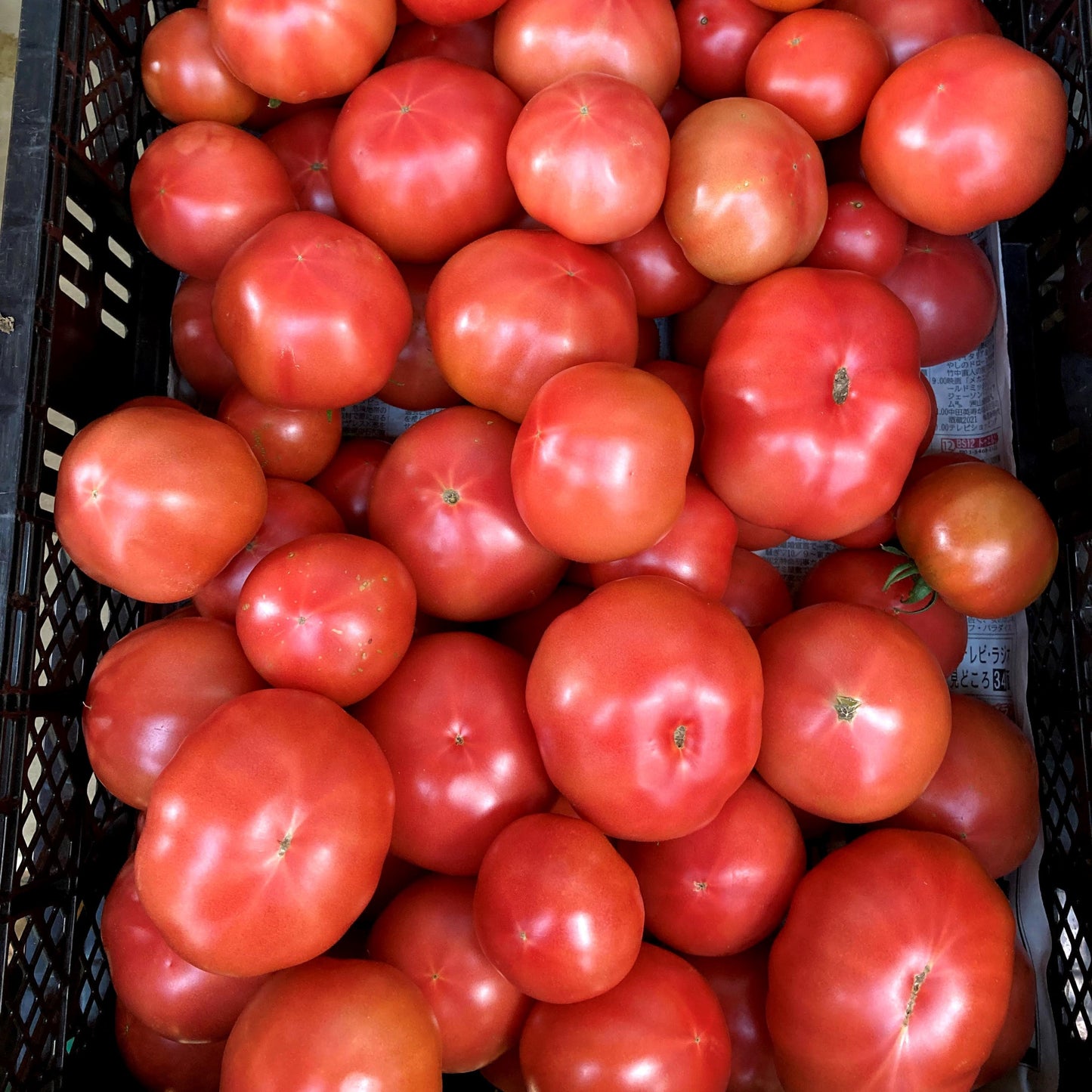 【長野県内特別送料/定期便】信州四賀より里山の旬野菜セット