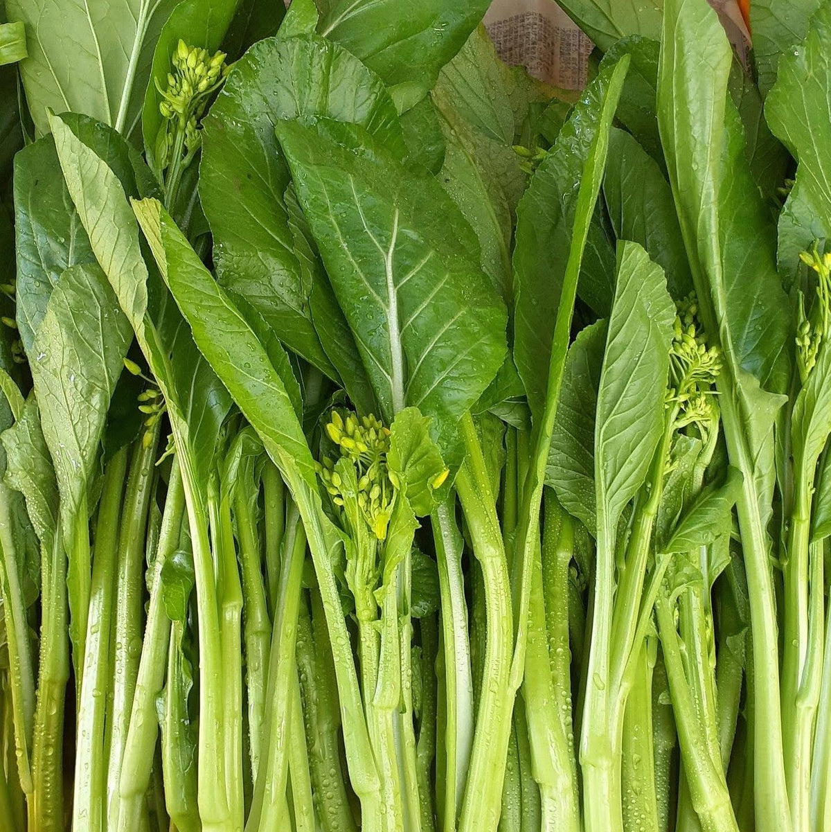 【野菜ギフト】信州四賀より里山の旬野菜セット 9品目