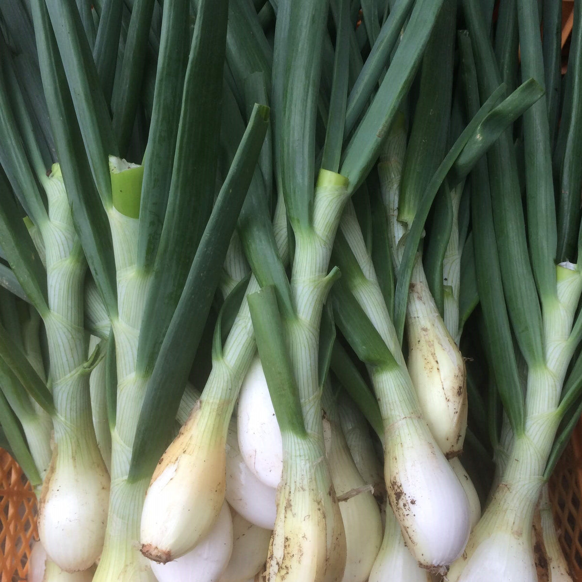 【野菜ギフト】信州四賀より里山の旬野菜セット 9品目