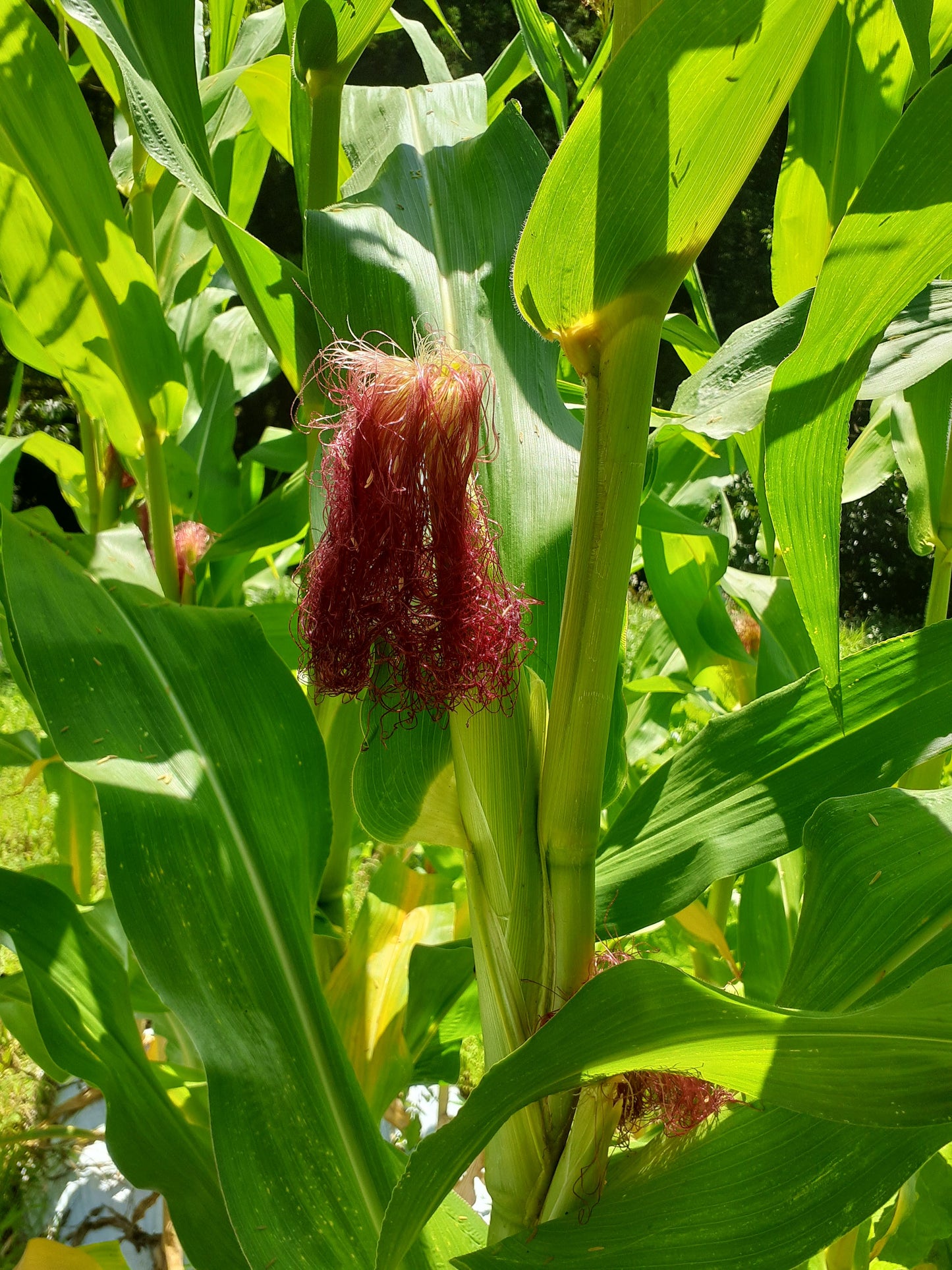 まあるくはじけるポップコーン（バラ500g）