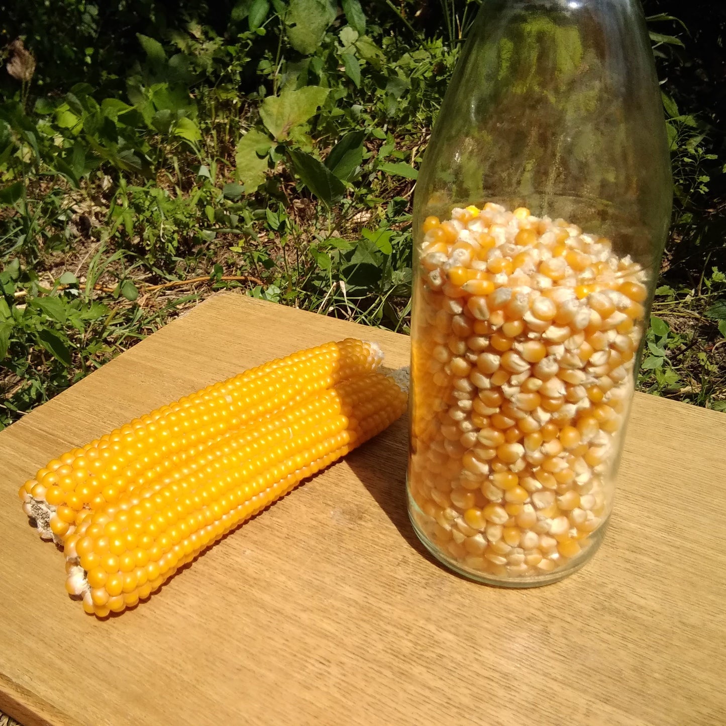 【春休みSale中】まあるくはじけるポップコーン（バラ500g）